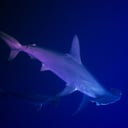 Az új szabályok megállíthatják a cápák és ráják mészárlását