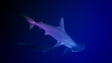 Az új szabályok megállíthatják a cápák és ráják mészárlását