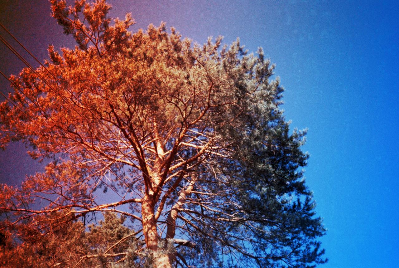 Az újabb fenyőbogár-invázió végleg letarolhatja Colorado erdeit