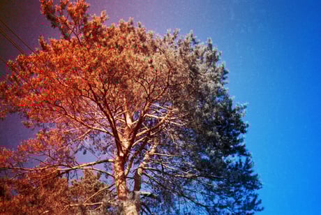 Az újabb fenyőbogár-invázió végleg letarolhatja Colorado erdeit