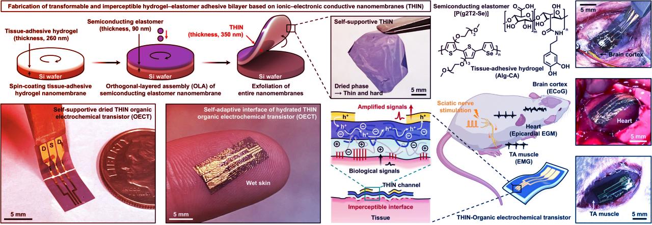 Az ultravékony nanomembrán átírhatja az orvosi implantátumok játékszabályait
