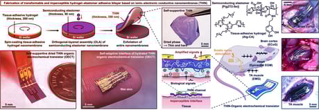 Az ultravékony nanomembrán átírhatja az orvosi implantátumok játékszabályait