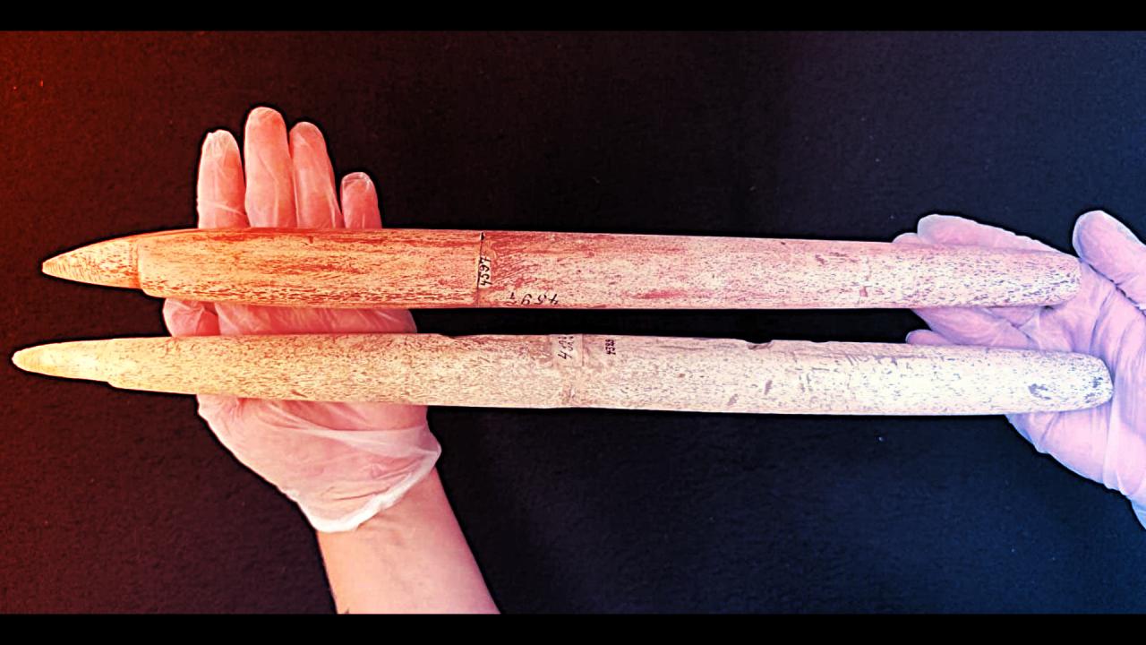 A bálnavadászat titkai: ősi szigonyok írják át a múltat