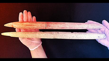 A bálnavadászat titkai: ősi szigonyok írják át a múltat