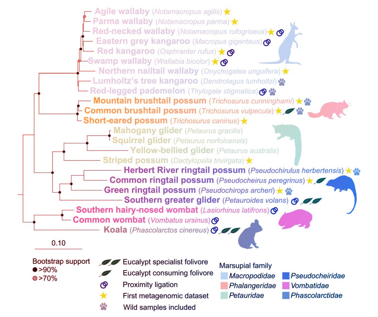A bélflóra háborúja az erszényesekben: mikrobák a gyógyszerek ellen