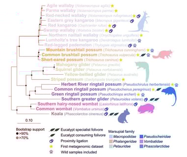 A bélflóra háborúja az erszényesekben: mikrobák a gyógyszerek ellen