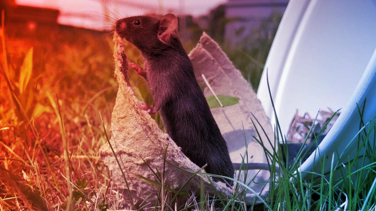 A füvet taposó egerek: a labortévedések nyomában