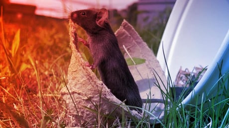 A füvet taposó egerek: a labortévedések nyomában