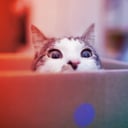 A gigászi Schrödinger-macska: minden eddiginél nagyobb kvantumállapot