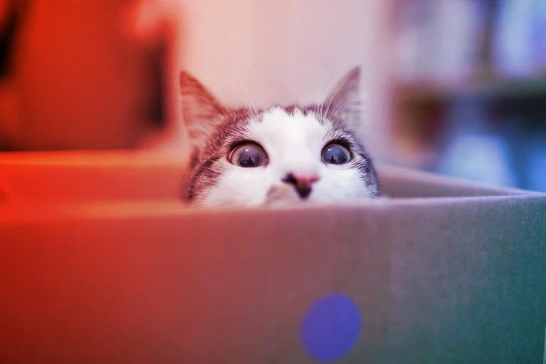 A gigászi Schrödinger-macska: minden eddiginél nagyobb kvantumállapot