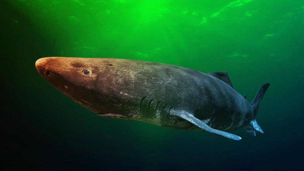A grönlandi cápa meghökkentő, rejtett szuperképessége