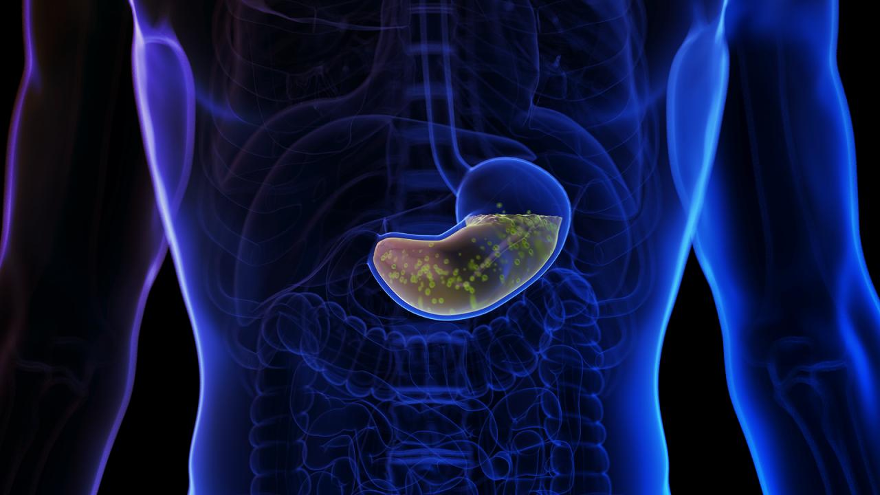 A gyomorsav titkai: miért nem emészt fel belülről?