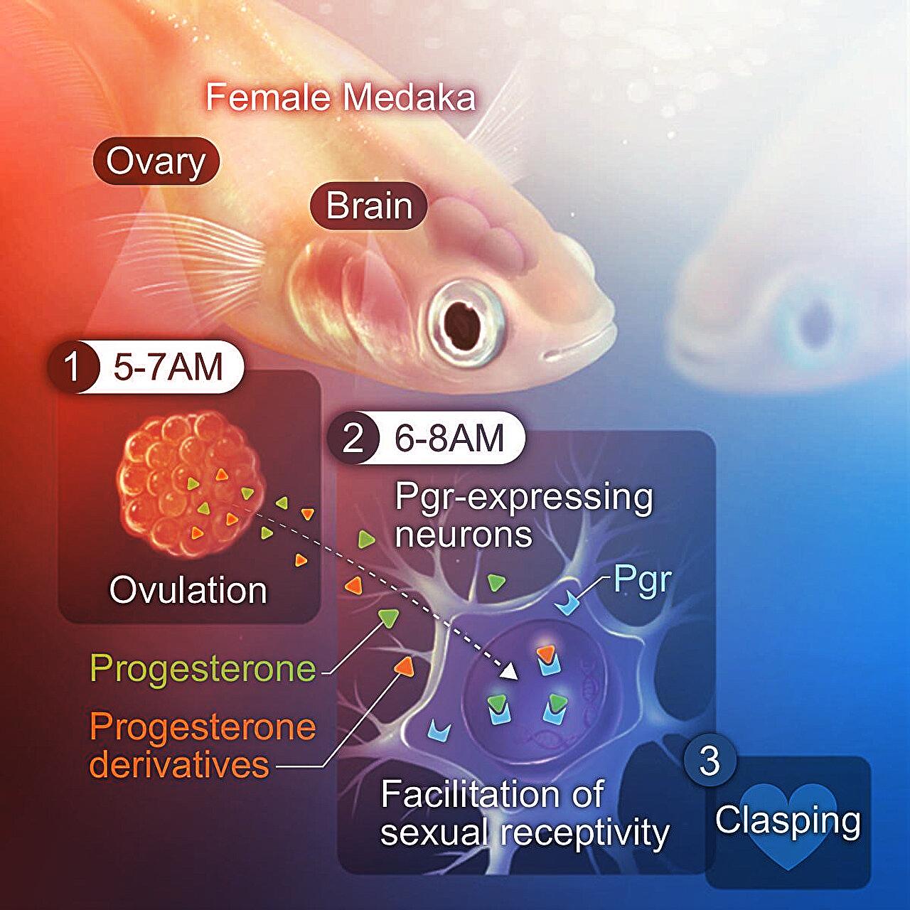 A halaknál az ovuláció és a vágy titkos összjátéka