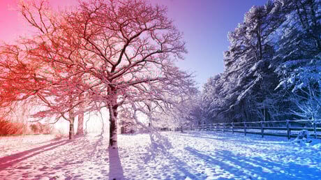 A halálos arktikus fagy lecsap – de a fák nem robbannak