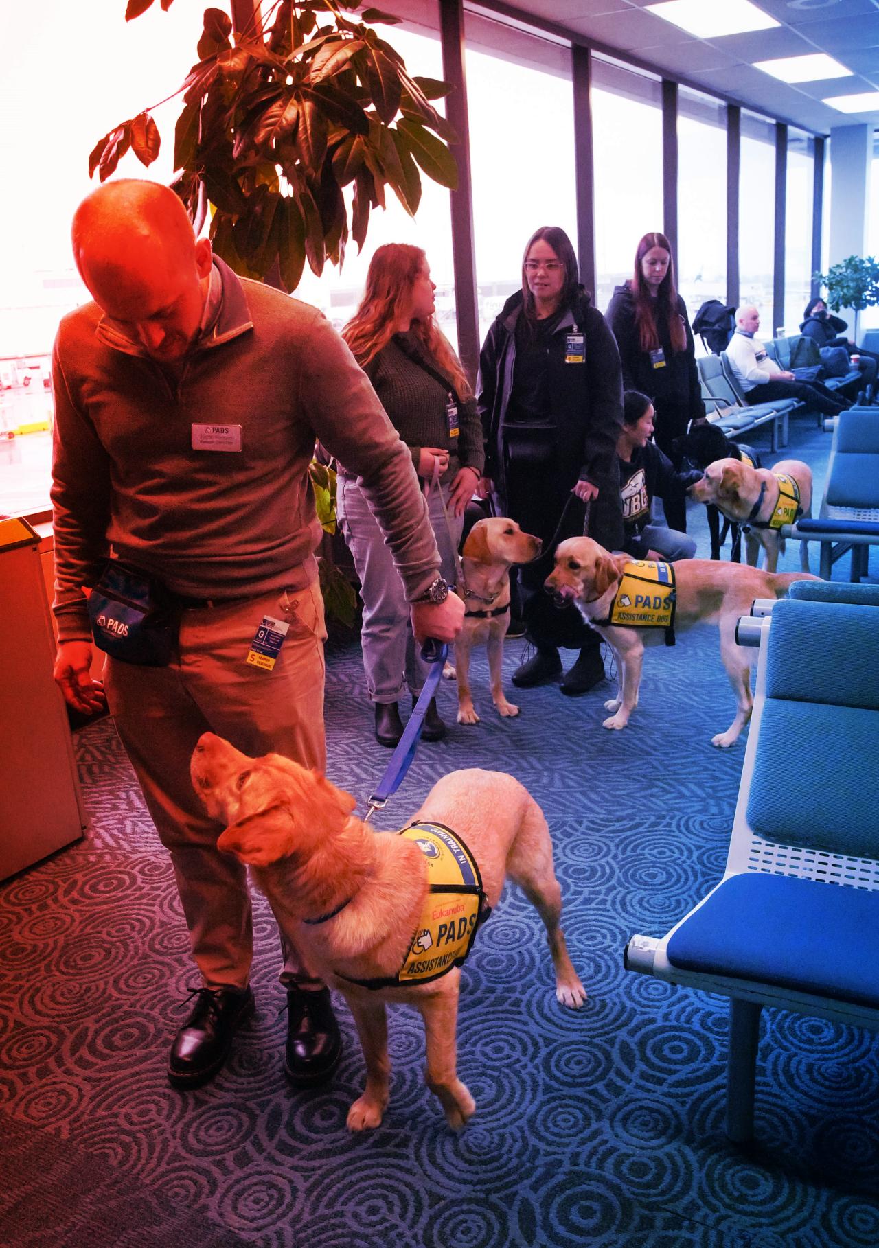 A hamis szolgálati kutyák elárasztották a reptereket