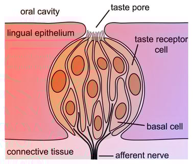 A lázadó ízlelőbimbók: így alakul át az ízlelésed évről évre