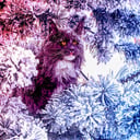 A legvadabb, mégis természetes macskafajták titkai