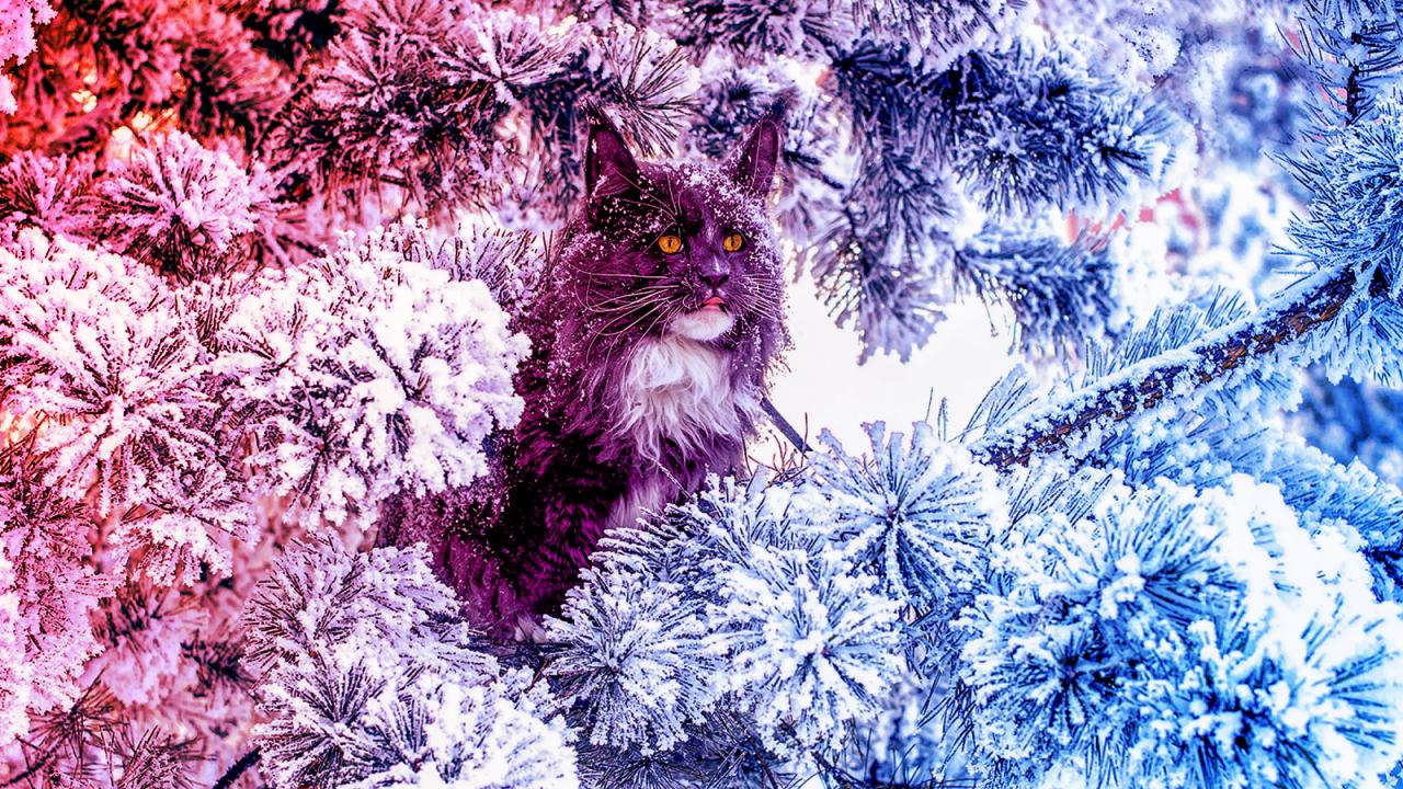 A legvadabb, mégis természetes macskafajták titkai