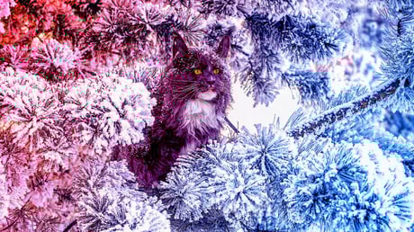 A legvadabb, mégis természetes macskafajták titkai