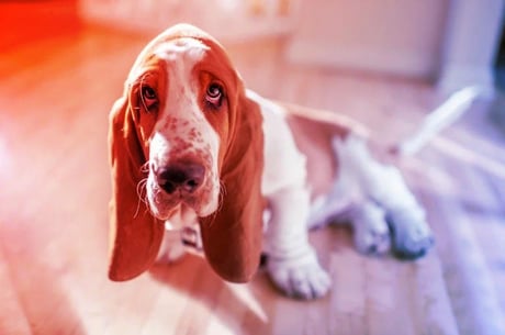 A lógó kutyafül titka: a gének játszmája