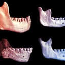 A marokkói ősleletek átírhatják az emberiség családfáját