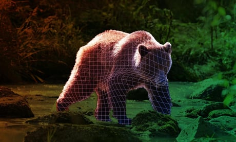 A medvék arcát is felismeri már az MI