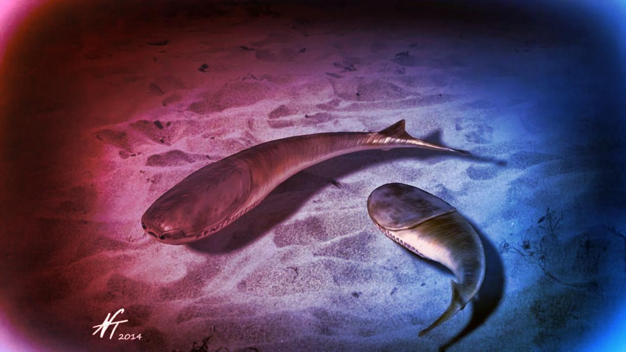 A nap, amikor elnémultak az óceánok – az állatvilág újraindul