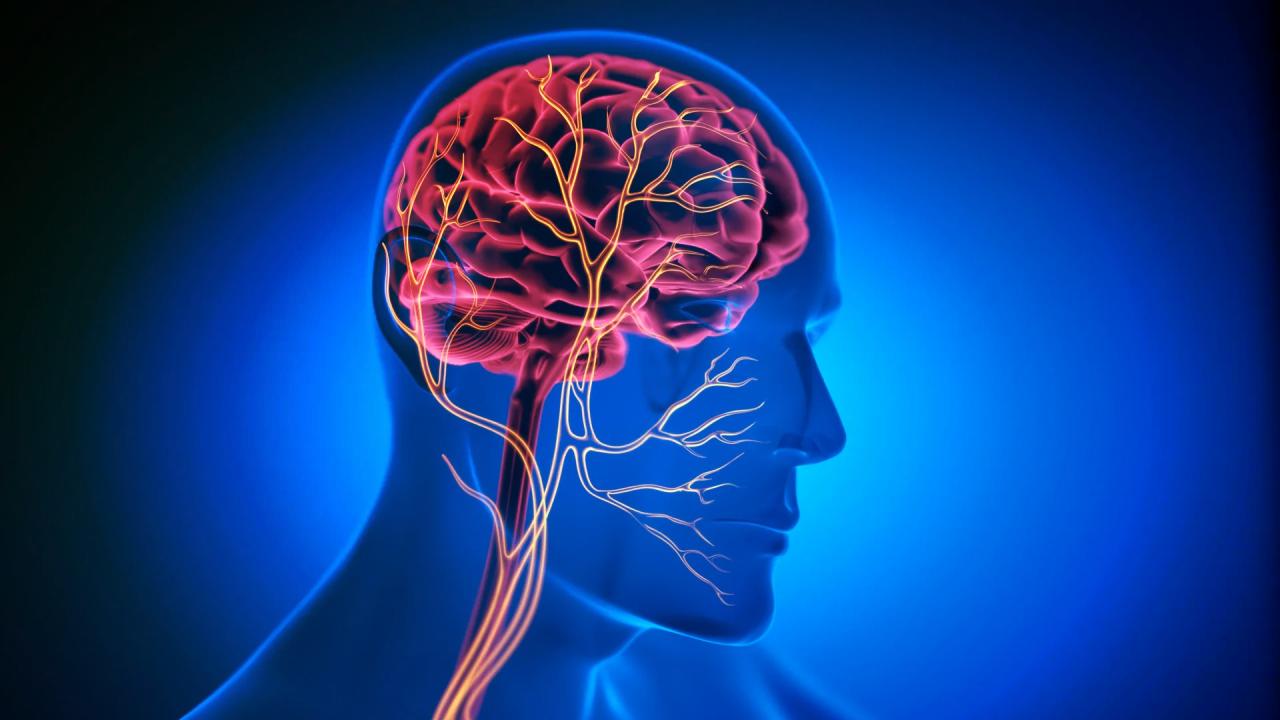 A parányi ideg, amely örök fiatalságot ad a szívnek