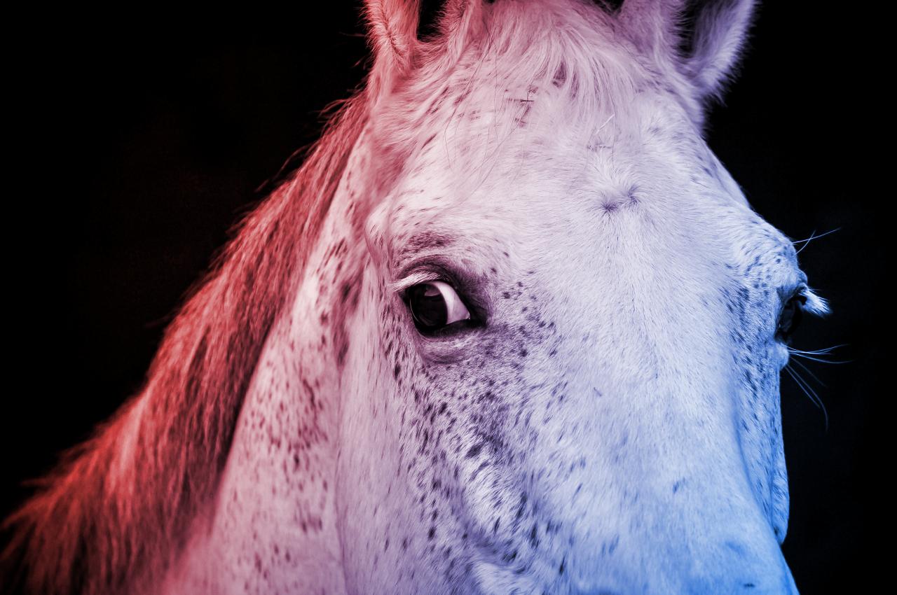 A szorongó lótartó rémálma: a ló érzi a félelmet