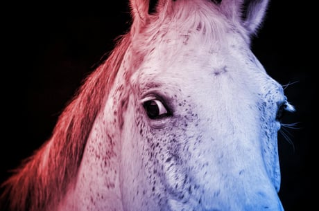 A szorongó lótartó rémálma: a ló érzi a félelmet