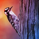 A természet igazi fúrógépe: így működik a harkály teste