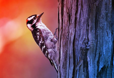 A természet igazi fúrógépe: így működik a harkály teste