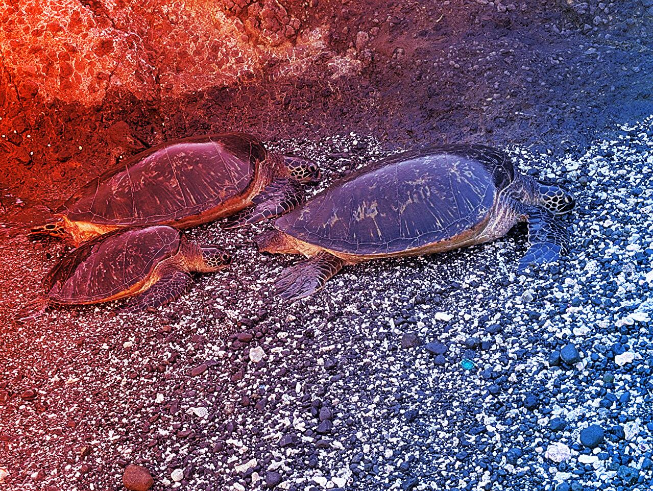 A világ szemete az óriásteknősök gyomrában is landol