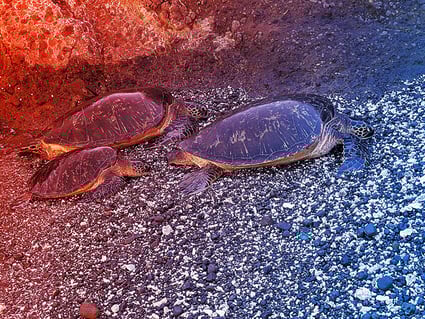 A világ szemete az óriásteknősök gyomrában is landol