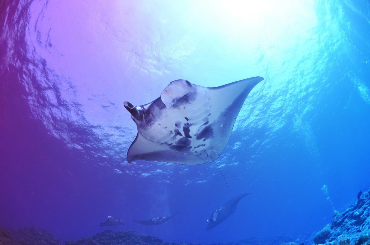 Az akváriumok vége? Florida betiltaná a védett tengeri fajok befogását