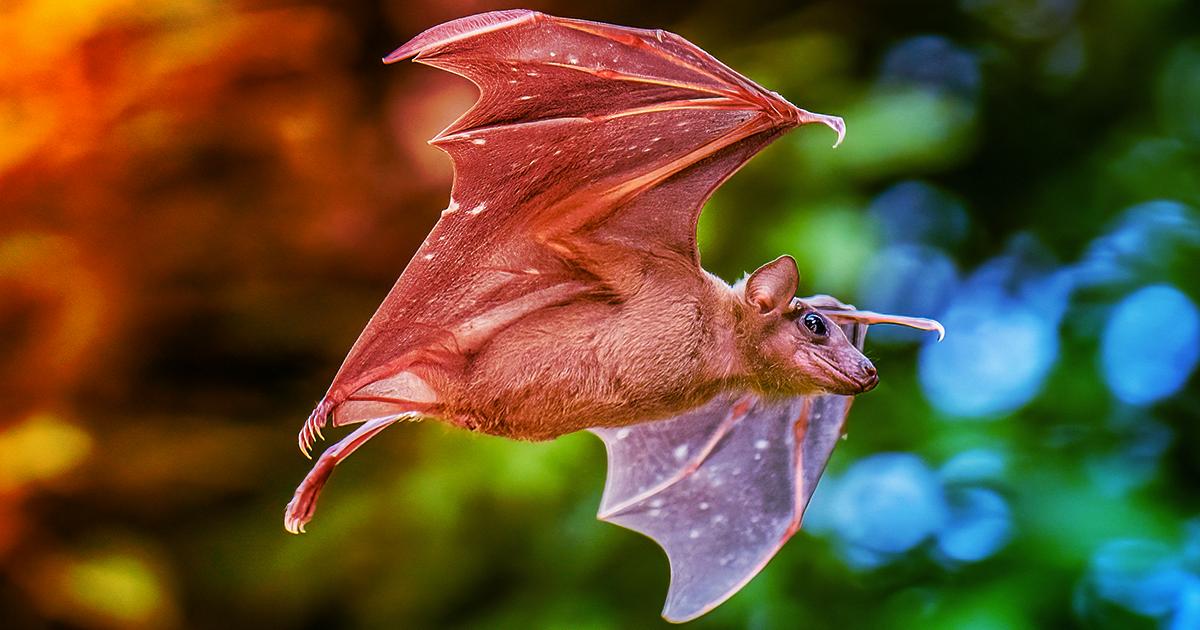 Az állatok titkos iránytűje: így tájékozódnak a világban