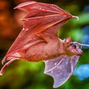 Az állatok titkos iránytűje: így tájékozódnak a világban