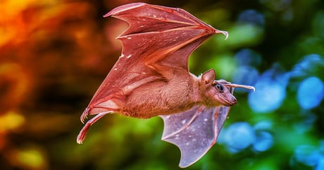 Az állatok titkos iránytűje: így tájékozódnak a világban