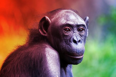 Az állatvilág meglepő arca: virágzik az azonos nemű szerelem