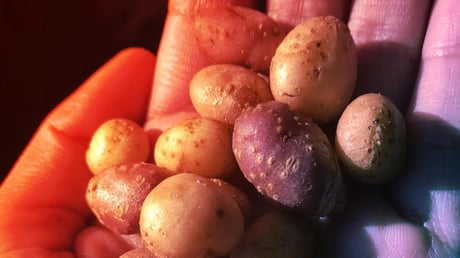 Az amerikai Délnyugatot meghódító ősi vadburgonya