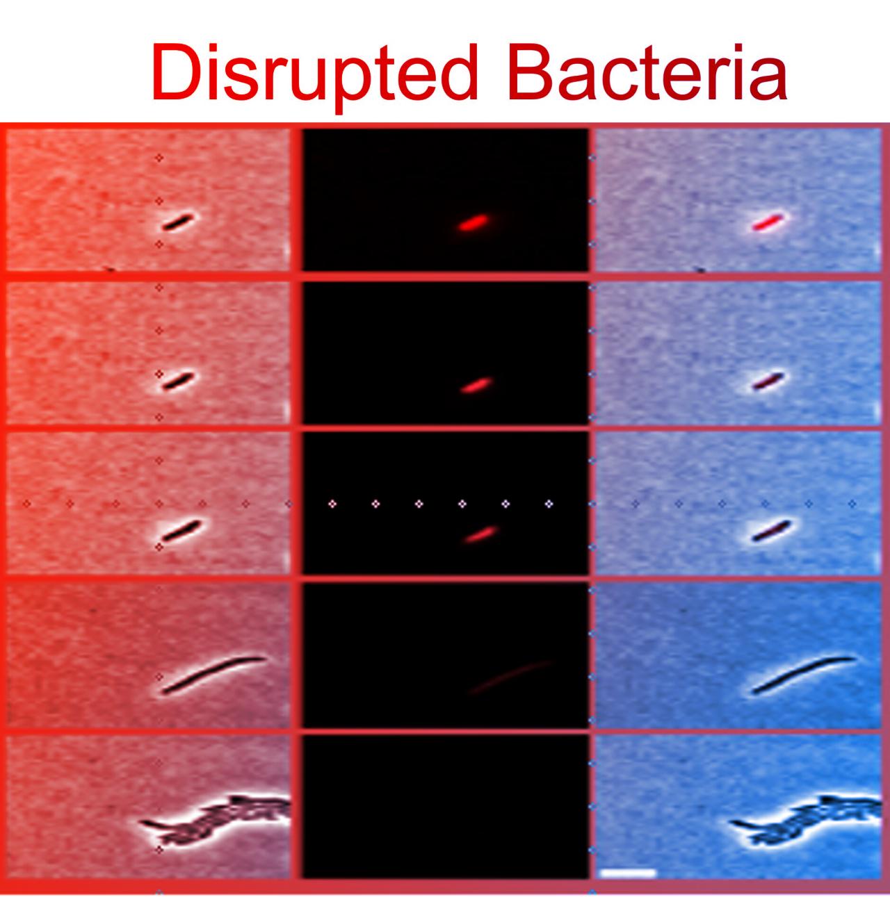 Az antibiotikumokon is kifog a baktériumok új túlélési trükkje