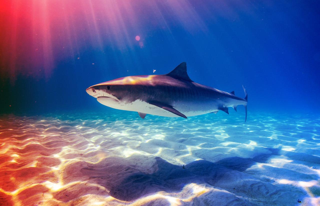 Az anyacápák titkos randevúja Maui bálnáktól hemzsegő vizein