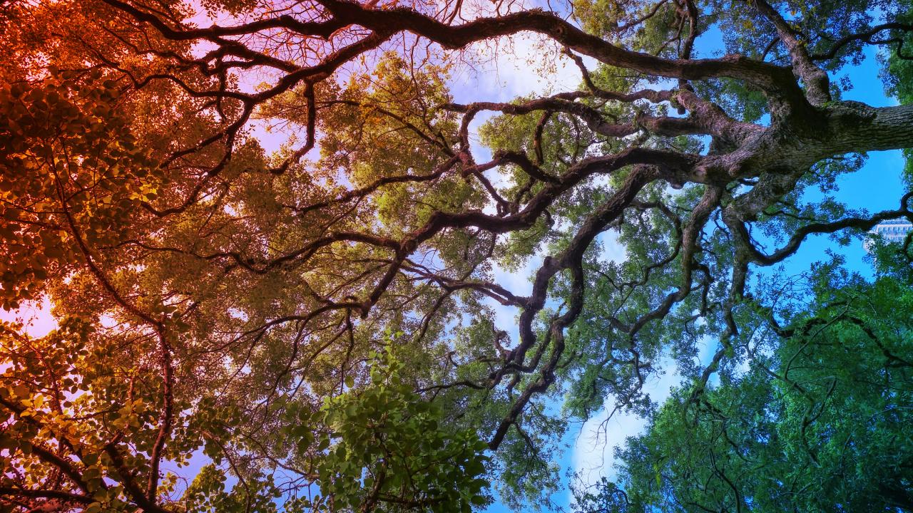 Az aranypettyes szú tarol: veszélyben Kalifornia tölgyesei