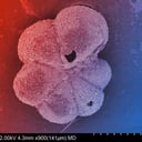 Az aszteroida-becsapódás után meglepően gyorsan talpra állt az élet