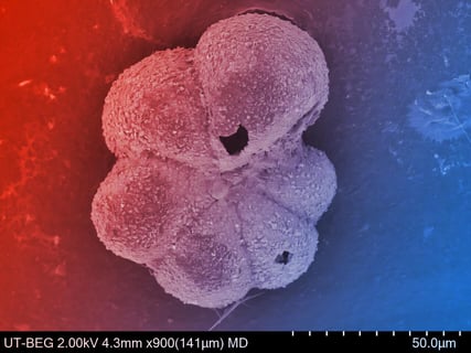 Az aszteroida-becsapódás után meglepően gyorsan talpra állt az élet