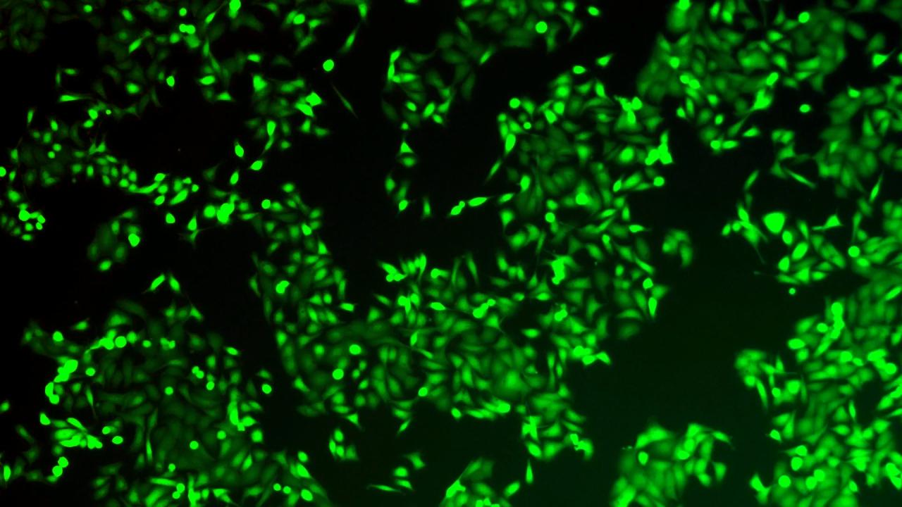 Az áttörés, amely feltöri a hasnyálmirigyrák védőpajzsát