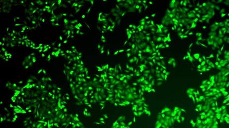 Az áttörés, amely feltöri a hasnyálmirigyrák védőpajzsát