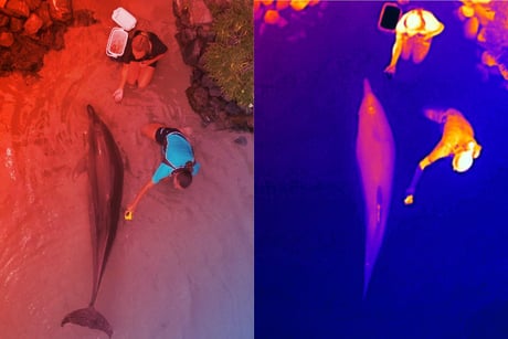 Az ausztrál delfinek új őrangyalai: a drónok