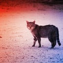 Az ausztrál emlősök végzete: kóbor macskák és rókák?