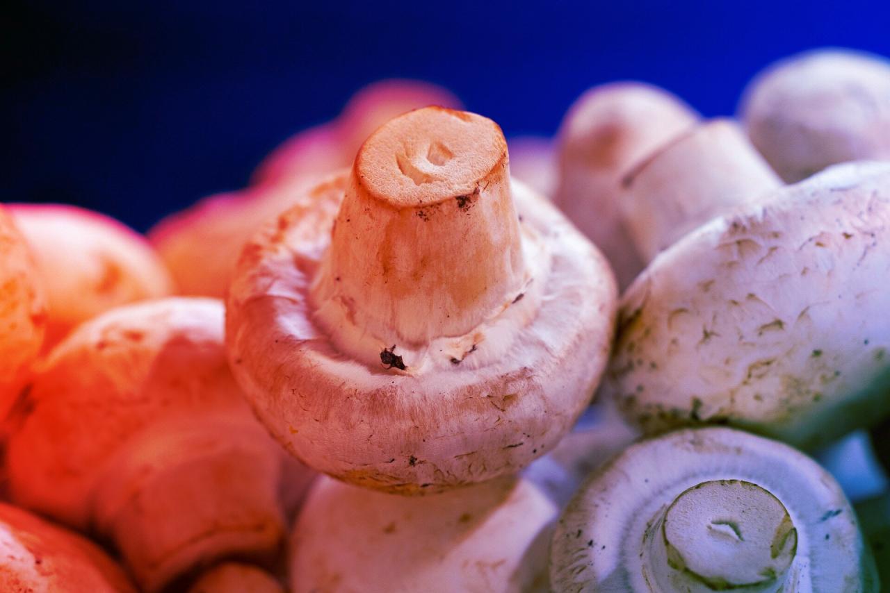 Az elfeledett gombatörténelem: a csiperkegomba születésének titka